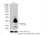 TNF-alpha Antibody in Western Blot (WB)