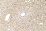 Apolipoprotein E Antibody in Immunohistochemistry (Paraffin) (IHC (P))