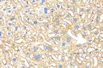 Apolipoprotein E Antibody in Immunohistochemistry (Paraffin) (IHC (P))