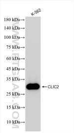 CLIC2 Antibody in Western Blot (WB)