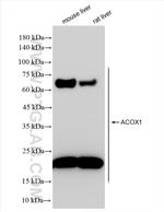 ACOX1 Antibody in Western Blot (WB)