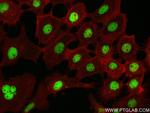 FOXK2 Antibody in Immunocytochemistry (ICC/IF)