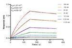 CBR1 Antibody in Surface plasmon resonance (SPR)