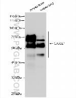 CX3CL1 Antibody in Western Blot (WB)