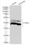 Ager/Rage Antibody in Western Blot (WB)