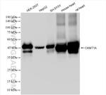 CKMT1A Antibody in Western Blot (WB)