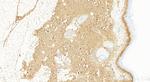COL1A2 Antibody in Immunohistochemistry (Paraffin) (IHC (P))