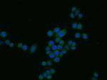 Cxcl2 Antibody in Immunocytochemistry (ICC/IF)