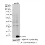 Cxcl2 Antibody in Western Blot (WB)
