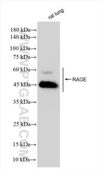 AGER/RAGE Antibody in Western Blot (WB)