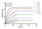 PAK4 Antibody in Surface plasmon resonance (SPR)