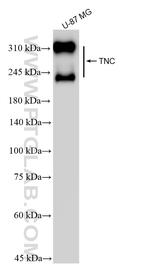 TNC/Tenascin-C Antibody in Western Blot (WB)