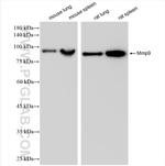 Mmp9 Antibody in Western Blot (WB)