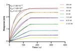 ENOSF1 Antibody in Surface plasmon resonance (SPR)