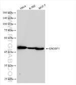 ENOSF1 Antibody in Western Blot (WB)