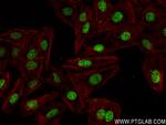 HNRNPA2B1 Antibody in Immunocytochemistry (ICC/IF)