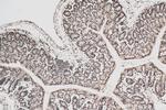 HNRNPA2B1 Antibody in Immunohistochemistry (Paraffin) (IHC (P))