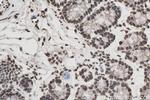 HNRNPA2B1 Antibody in Immunohistochemistry (Paraffin) (IHC (P))