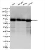 BAG3 Antibody in Western Blot (WB)