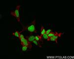 Islet 1 Antibody in Immunocytochemistry (ICC/IF)