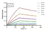 ATOX1 Antibody in Surface plasmon resonance (SPR)