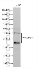 SCPEP1 Antibody in Western Blot (WB)