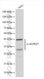 SCPEP1 Antibody in Western Blot (WB)