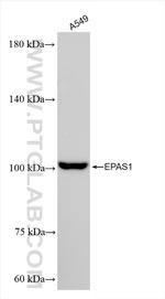 HIF2a/EPAS1 Antibody in Western Blot (WB)