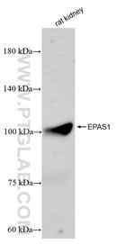 HIF2a/EPAS1 Antibody in Western Blot (WB)