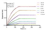 5 Lipoxygenase Antibody in Surface plasmon resonance (SPR)