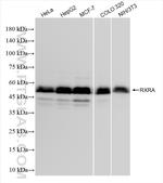 RXRA Antibody in Western Blot (WB)
