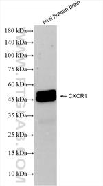 CXCR1 Antibody in Western Blot (WB)