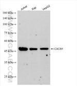 CXCR1 Antibody in Western Blot (WB)