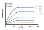 CSNK2A1 Antibody in Surface plasmon resonance (SPR)