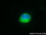 FEM1B Antibody in Immunocytochemistry (ICC/IF)