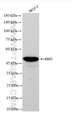 KMO Antibody in Western Blot (WB)