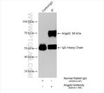 Angiopoietin-2 Antibody in Immunoprecipitation (IP)