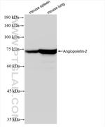 Angiopoietin-2 Antibody in Western Blot (WB)