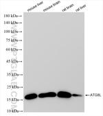 ATG8L Antibody in Western Blot (WB)