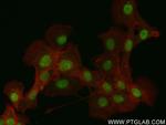 COPS3 Antibody in Immunocytochemistry (ICC/IF)
