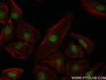 COPS3 Antibody in Immunocytochemistry (ICC/IF)
