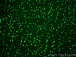 COPS3 Antibody in Immunohistochemistry (PFA fixed) (IHC (PFA))