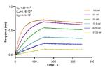 COPS3 Antibody in Surface plasmon resonance (SPR)