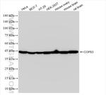 COPS3 Antibody in Western Blot (WB)