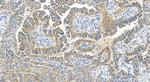 GADD45GIP1 Antibody in Immunohistochemistry (Paraffin) (IHC (P))