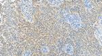 GADD45GIP1 Antibody in Immunohistochemistry (Paraffin) (IHC (P))