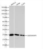 GADD45GIP1 Antibody in Western Blot (WB)