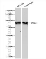 CNNM4 Antibody in Western Blot (WB)