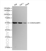 CD84/SLAMF5 Antibody in Western Blot (WB)