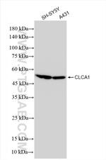 CLCA1 Antibody in Western Blot (WB)